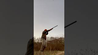 Hunting a pheasant [upl. by Amyas]