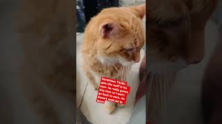 MY CAT WONT LET ME GO BACK TO WORK foryou cat catvideos shorts cats [upl. by Abana]