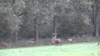 edelhertenweerterbos20100925wmv [upl. by Wallford681]