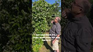 Trachelospermum jasminoides Star Jasmine gardeningforbeginners gardening climbingplants [upl. by Garreth]