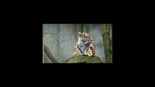 4K Tiger Video  Sumatran Tiger  Beautiful Tiger Video  Siberian Tiger  Sumatra  Save Tigers [upl. by Paris456]