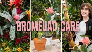 Bromeliad Care Propagating [upl. by May]