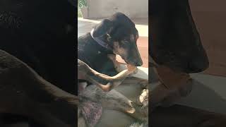 My tuffy emotionalstatus share sadstatusvideo dogemotional dogvlogger doglover love doberman [upl. by Xylina]