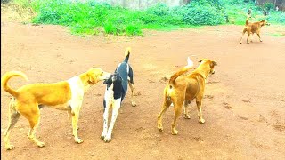 main kutta bhuk raha haihow to make dog soundmain kutta bhuk raha haihow to make dog sound [upl. by Gnuhp]