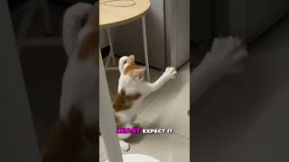 Hilarious Cat Battle 🐱🐱 [upl. by Aznecniv572]