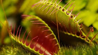 VENUS FLYTRAP EATING  JAWS OF DOOM [upl. by Artap]