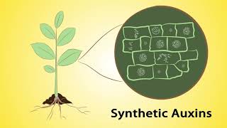 Mode of Action Part 1 Herbicides and Insecticides Hindi [upl. by Nohcim300]