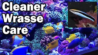 Cleaner Wrasse Care A How To Guide from AquariumDepotcom [upl. by Otrebilif]