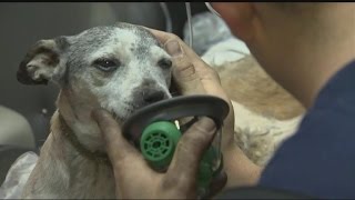 Firefighters Rescue 34 Dogs From House Fire of Hoarder [upl. by Brenden]