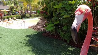 Flamingo Encounter  Aquatica San Diego [upl. by Simon]