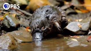 Baby Platypus Caught on Camera [upl. by Elocen]