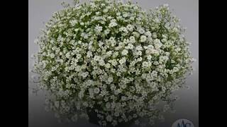 Beautiful Fluffy White Gypsophila Blooms [upl. by Abrams]