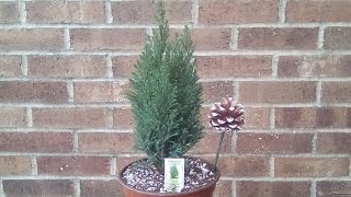 how to care for European cypress [upl. by Chan]