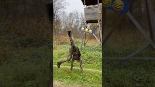 Erstmal Zerrung geholt 😂😂🌿 Jagd auf Schwarzwild und rehwild an der Salzlecke und Kirrung jagd [upl. by Eelram951]