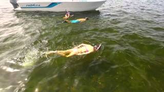 Sea Hag  Summertime Scalloping in Steinhatchee FL [upl. by Sixel]