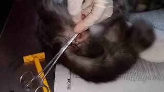 Proses Sterilisasi KEBIRI Kucing Jantan oleh Dokter HEWAN Part1 [upl. by Atsirhc]