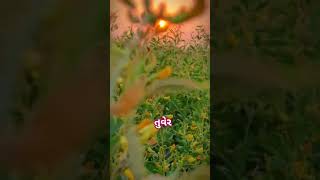 pigeonpea dalfoodie delicious homemade  Agricultural agriculture  farming [upl. by Andromada]