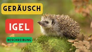 Igel Geräusch und Beschreibung 🦔 Igel Geräusch 🦔 Welche Geräusche macht ein Igel 🔈 [upl. by Rafiq]