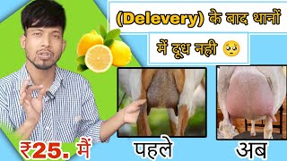 delivery ke bad Bakri dudh nhi de rahi  Goat does not give milk after delivery । Sabri Goat Farm [upl. by Sakmar222]