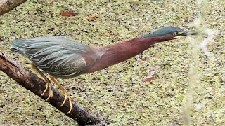 Green Heron Fishing FYV [upl. by Rem157]