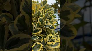 Monrovia®️Chollipo Euonymus Shrub garden gardening shorts [upl. by Arodoeht]