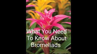 Growing A Bromeliad And How To Care For A Bromeliad Plant❤ [upl. by Seravart86]