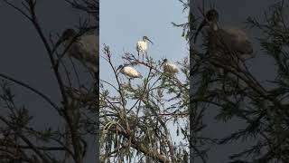 Blackheaded ibis [upl. by Evette]