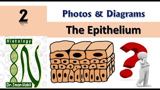 Practical Epithelium Diagrams and photos [upl. by Annirac738]