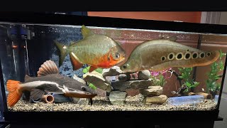 New predatory fish tank [upl. by Akinod]