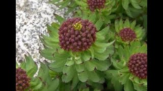 Rhodiola rosea [upl. by Khosrow]