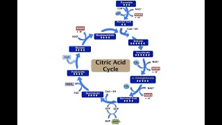 Relevance of Citric acid cycle to the metabolism of carbohydrates [upl. by Malvia397]