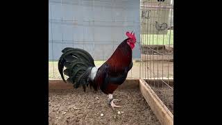 Kelso pollone birds chicken gallos gallofino fyp shorts subscribe [upl. by Kavita]