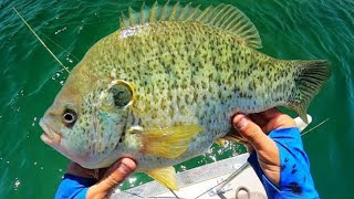 Fishing for 3 POUND BLUEGILL [upl. by Noteloc601]