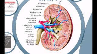 AOAnatomieHarnsystem [upl. by Enneirdna977]