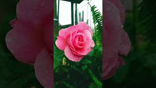 Roses 🌹 with raindrops 💐 rose raindrops nature beautiful prettyroses [upl. by Ingamar105]