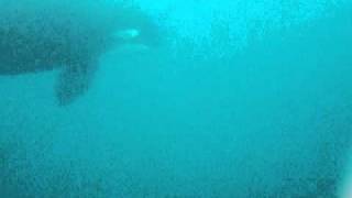 Killer whales hunting MantaRays [upl. by Eduino]