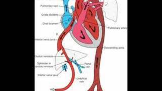 Fetal Circulation and Babys First Breath [upl. by Colombi990]