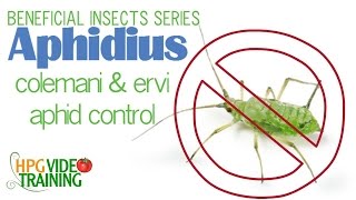 Aphidius Parastic Wasp Aphid Control  Beneficial Insects Series 2 [upl. by Halac]