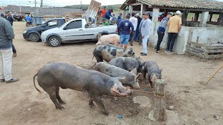 Arroba do suíno em Alta CapoeirasPe 27924 preço💲180 pecuaria agro nordeste [upl. by Ecnarretal]