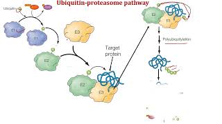 Protein Sorting and Transport PART 6 Quality Control in Endoplasmic reticulum [upl. by Aicina129]