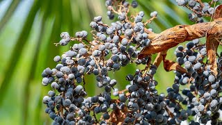 Germinating Trachycarpus wagnerianus x princeps seeds [upl. by Marjy]