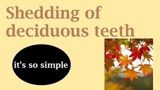 Shedding of deciduous teeth [upl. by Holds14]