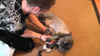 shaving maine coon [upl. by Enajiram]