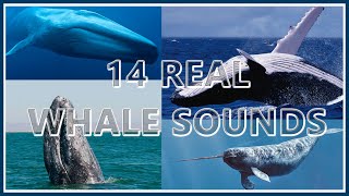 14 Whale Sounds REAL Recordings 1 Hr Loop  Deep Sea Underwater Sounds ♓ [upl. by Ahsiekal]