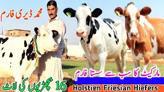 Holstien Friesian Jersey Cholistani Hiefers  Muhammad Dairy Farm  Global Village Farming [upl. by Moulden]