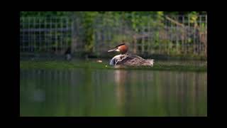 Sibling rivalry  Great crested grebe chicks [upl. by Yzmar]