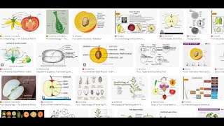 Botany Lab Practical 6  Introduction to Fruit Infructescence and Seed General Morphology [upl. by Eisoj]