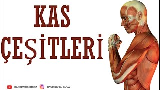 219 DESTEK VE HAREKET SİSTEMİ8 KAS ÇEŞİTLERİ 11 SINIF  AYT Hacettepeli Hoca Biyoloji [upl. by Corine]