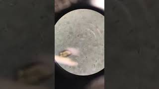 Giardia  Veterinary Video [upl. by Kessel]