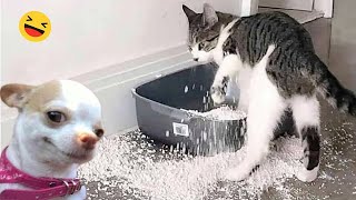 Funniest Cats And Dogs Videos 😁  Best Funny Animal Videos 2024 🥰6 [upl. by Lamphere]